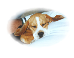 beagle16.jpg (20015 bytes)
