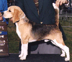 desconyuko.gif (16895 bytes)