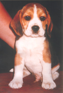 max1.jpg (38387 bytes)